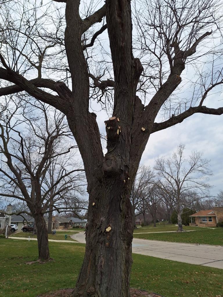 Tree Service